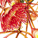 Beverly Allen Corymbia ficifolia cv